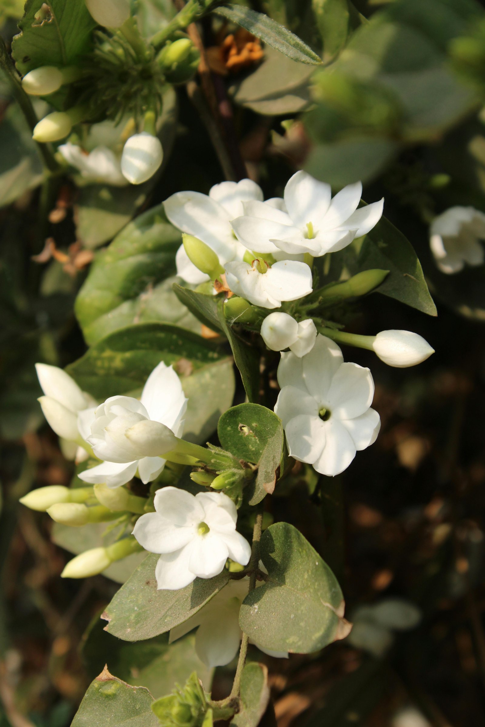 Jasmine Sambac — fragrant white flowers